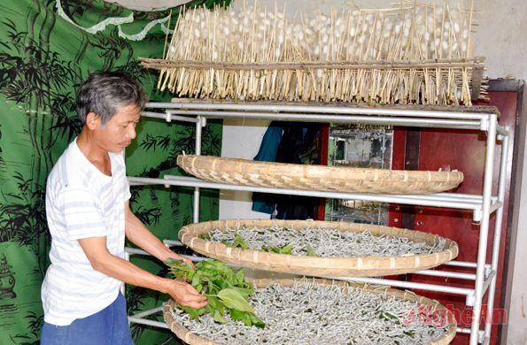 Mô hình trồng dâu nuôi tằm theo hướng hàng hóa đem lại nguồn thu nhập đáng kế cho người dân. Ảnh: Mai Hoa