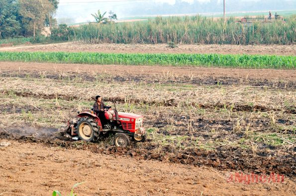 Thu hoạch đến đâu, người dân cày bừa đất đến đó để chuẩn bị trồng mới