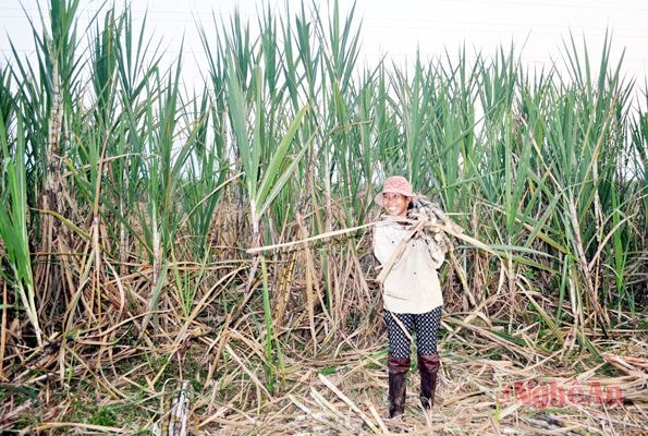 Thu hoạch mía ở xã Kỳ Tân (Tân Kỳ).