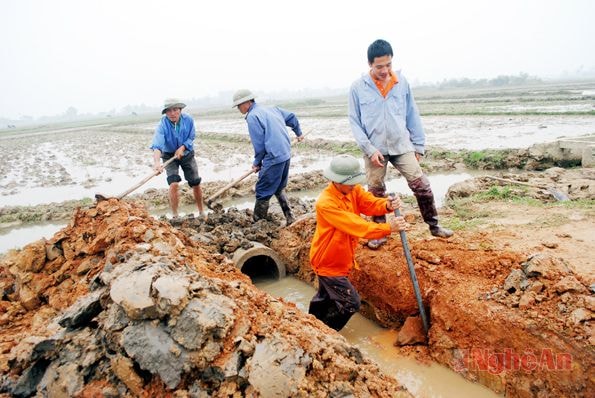 Xây cống làm giao thông nội đồng ở xã Lăng Thành (Yên Thành). Ảnh: Xuân Hoàng