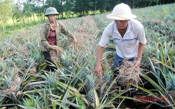 Nông dân xã Lăng Thành chăm sóc dứa nguyên liệu. Ảnh: Xuân Hoàng