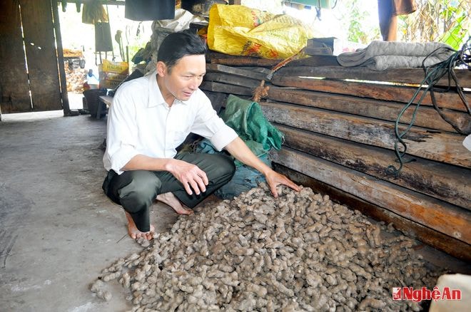 Gừng sau thu hoạch tại nhà dân ở Na Ngoi đang được bảo quản  để làm giống cho vụ tới.Ảnh: Văn Hải