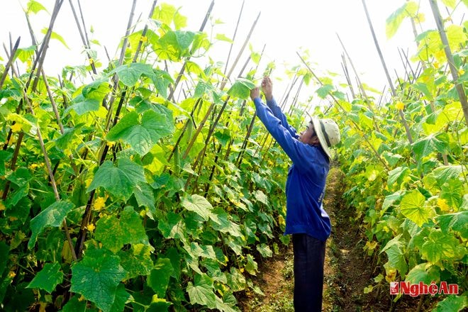 Bà con xóm 21,  xã Nghĩa Thuận chăm sóc  dưa chuột. Ảnh: Sỹ Minh