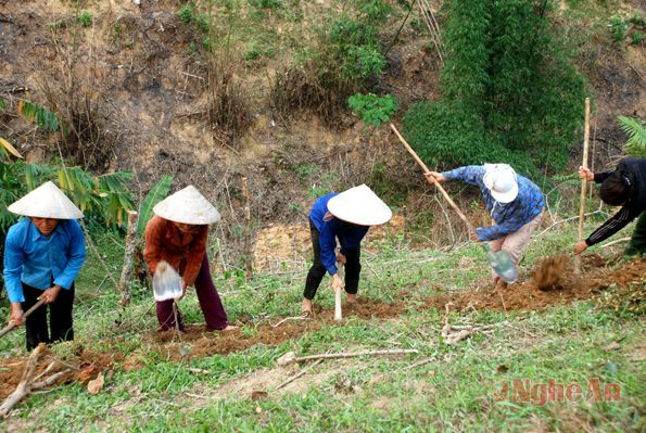 Nhiều phụ nữ Piêng Cu ra sức phát nương rẫy tỉa ngô.