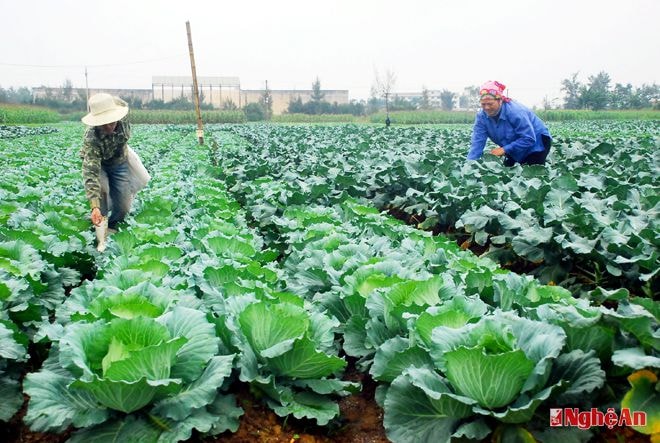 Nông dân xã Diễn Thành (Diễn Châu) trồng rau theo chương trình VietGAP.  Ảnh: Thu Hương