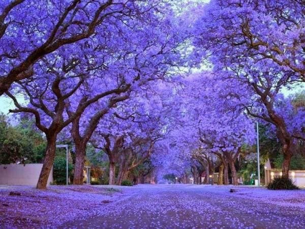 Jacaranda trong tiếng Tây Ban Nha là Jacaranda hay Jacarandá, thuộc họ chùm ớt, là một loài thực vật thuộc nhiệt đới châu Mỹ, cần nhiều ánh nắng để sinh trưởng, và cần vùng đất giàu hữu cơ, thoát nước tốt. 