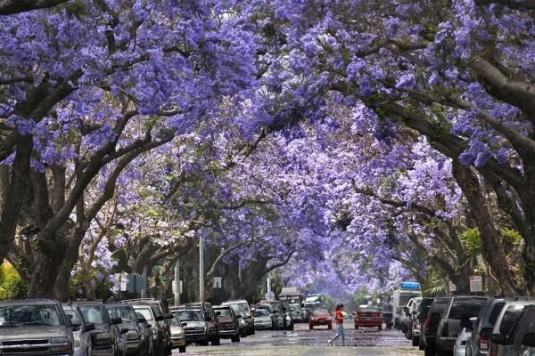 Jacaranda dùng làm cây trang trí cho công viên.