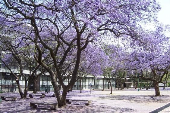 Bốn mùa ở Mexico City không rõ ràng, nhưng hoa Jacaranda nở là dấu hiệu báo hiệu mùa xuân đã về.