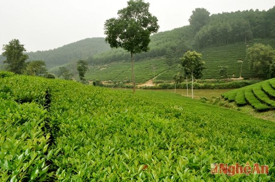 Diện tích chè tăng lên hàng năm đem lại nguồn thu nhập đáng kể cho nhiều hộ gia đình ở Thanh An