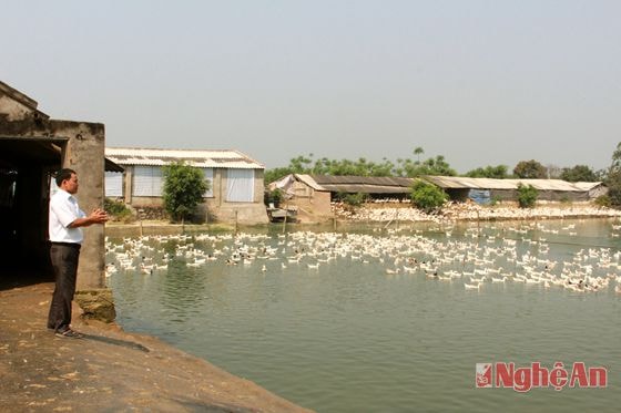 Mô hình nuôi vịt siêu đẻ của ông Trần Minh Dương
