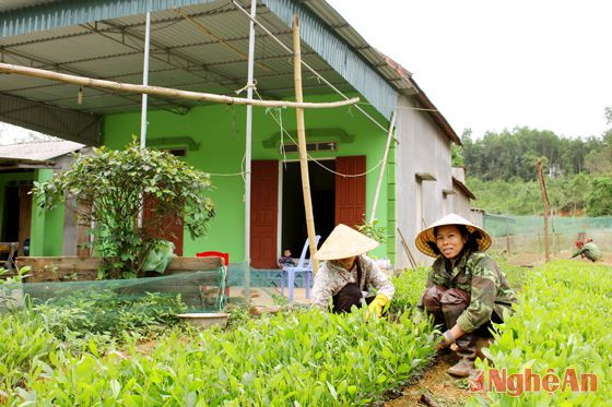 Người dân xã Kỳ Sơn (Tân Kỳ) ươm keo giống.