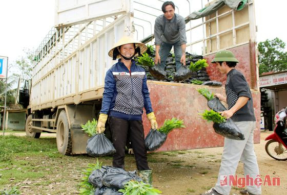 Xuất keo giống đi bán ở Kỳ Sơn - Tân Kỳ