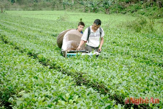 Nông dân xã Yên Khê thu hoạch chè nguyên liệu.