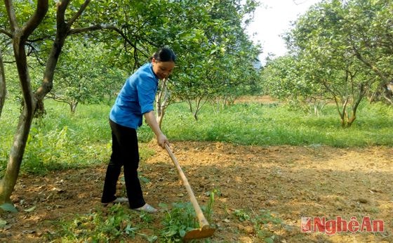 Chị Vi Thị Vui chăm sóc vườn cam.