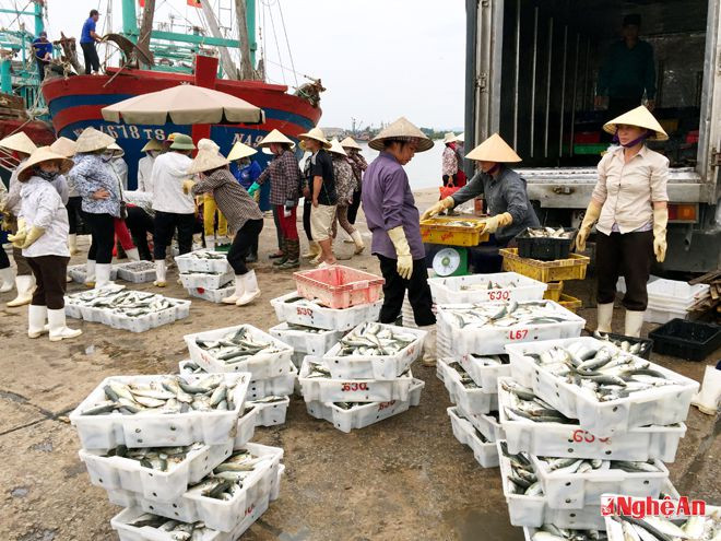 Công nhân đang bốc cá lên xe đông lạnh tại cảng Lạch Quèn