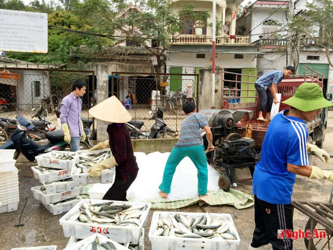 Xay đá bảo quản cá đưa đi tiêu thụ