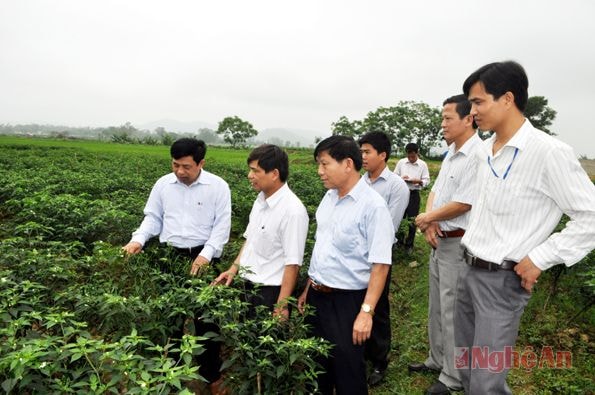 Chủ tịch UBND tỉnh Nguyễn Xuân Đường thăm quan mô hình trồng cây ớt cây xuất khẩu tại xã Nam Thành