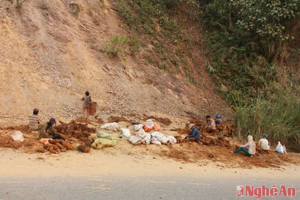 Trên đỉnh dốc núi Vẽ, xã Yên Na, hàng chục người dân đang tập kết cây cu li sau khi vận chuyển từ rừng về để bán cho các thương lái.