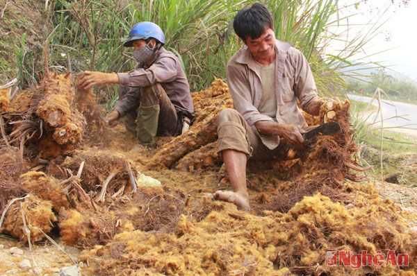 Đây là loại cây được người dân khai thác từ lâu