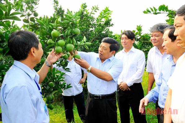 Lãnh đạo tỉnh thăm mô hình trồng cam tại xã Nghĩa Hiếu (Nghĩa Đàn). Ảnh: Sỹ Minh