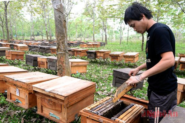 Nuôi ong trong rừng cao su ở Thị trấn Nghĩa Đàn.