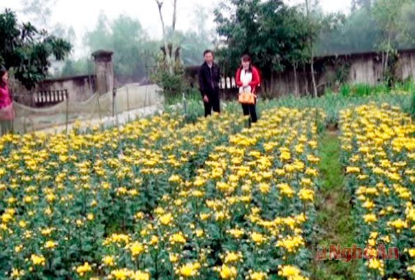 Mô hình trồng hoa ở xã Nghi Trung (Nghi Lộc).