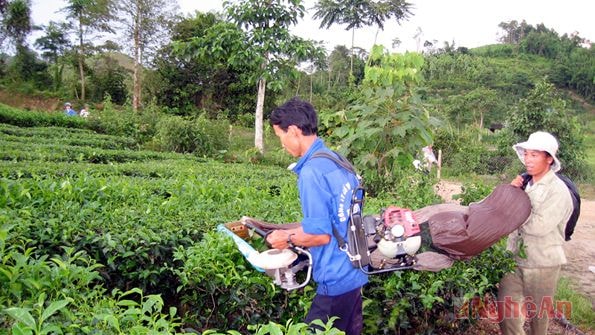 Thu hoạch chè ở Thanh Chương.