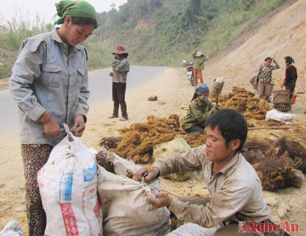 Trước đây, cây cu li mọc nhiều trên vùng núi Vẽ, xã Yên Na nhưng hiện nay để khai thác được phải tìm đến các vùng núi sâu hơn.