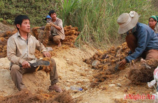 Người dân xã Yên Na cho biết, thợ khai thác cu li thường đi theo nhóm, thường là các cặp vợ chồng. Nếu may mắn gặp bãi cây tốt, mỗi ngày đào được khoảng 1,5 - 2 tạ cu li. 