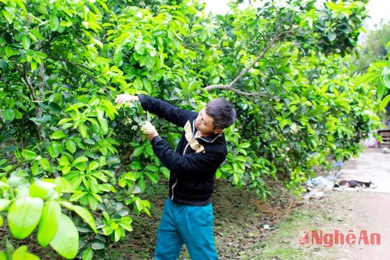 Mô hình trồng bưởi Diễn của anh Hồ Sỹ Phượng ở xã Thanh Liên (Thanh Chương).