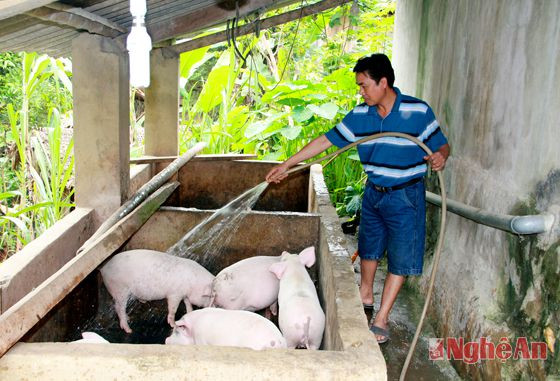 Mô hình chăn nuôi lợn ở bản Đình Yên, xã Yên Hòa (Tương Dương).