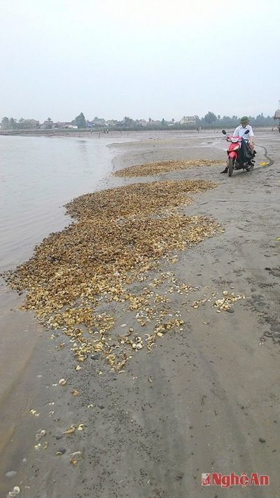 Ngao chết không rõ nguyên nhân