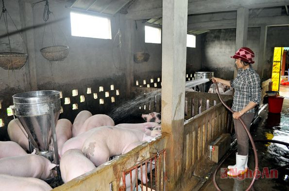 Mô hình nuôi gia súc tập trunhg của gia đình chị Lê Thị Thảo ở xóm 7 mối năm cho thu nhập gần 100 triệu đồng