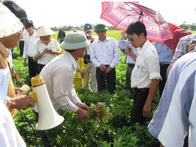 Mô hình lạc cao sản được Viện triển khai tại Nghi Lộc..