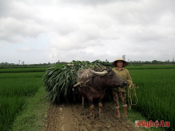 Trên cánh đồng, những chuyến xe bò chở ngô cứ ùn ùn kéo đi