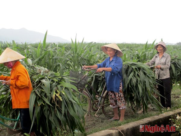 Người dân dùng cả xe đạp để chở ngô bị gãy