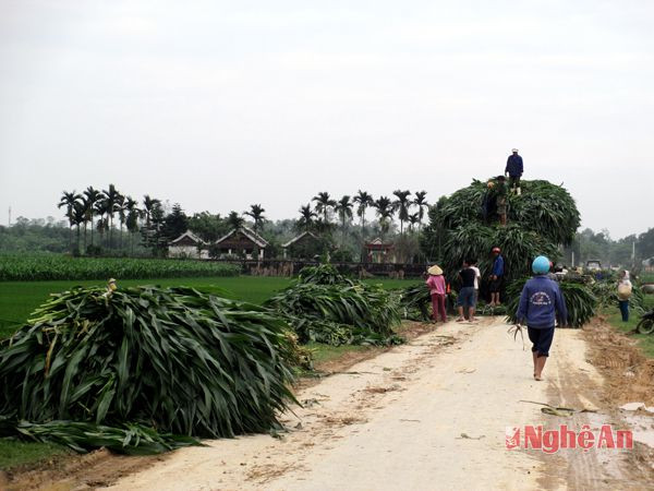 Vì ngô gãy đổ quá nhiều, người dân phải bán cho đơn vị thu mua thức ăn chăn nuôi bò sữa với mức giá rẻ mạt, chỉ 47 ngàn đồng/1 tạ cây ngô