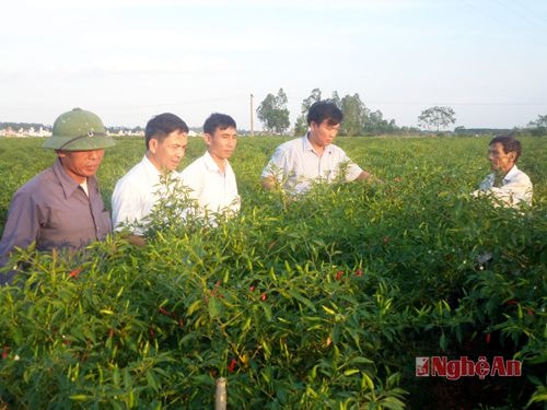 Mô hình trồng ớt xuất khẩu ở xã Hùng Tiến (Nam Đàn). Ảnh:  Thanh Lê