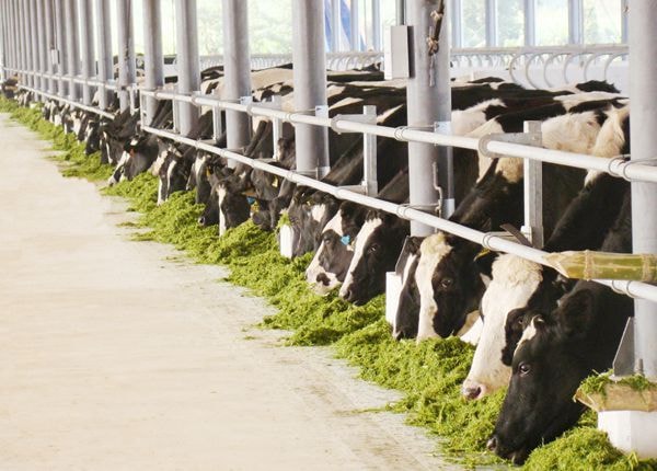 Hệ thống chuồng trại hiện đại với mái tôn lạnh chống nóng, để các cô bò luôn thấy thoải mái