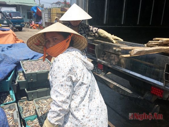 Cá trọng tại cảng Lạch Quèn được bốc lên xe mang đi tiêu thụ.