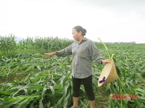 Hàng loạt ngô bị gãy đổ sau mưa lớn tại xã Thanh Liên