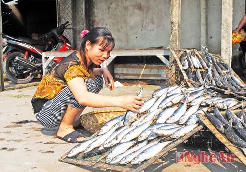 Chị Hoàng Thị Hà, phường Nghi Thủy phơi cá nục do gia đình đánh bắt được trên những chiếc sìa trong ngày được nắng.