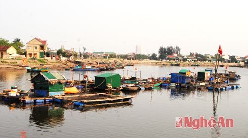 Những lồng cá dò nuôi ở cửa sông đã sẵn sàng cung cấp ra thị trường.