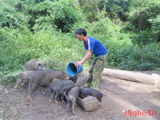 Vật nuôi của bà con bản Lữ Thành chủ yếu  để tự cung, tự cấp.