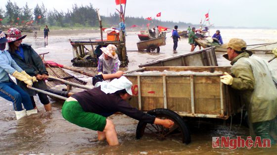 Bà con ngư dân Diễn Kim dùng xe cải tiến vận chuyển sứa.