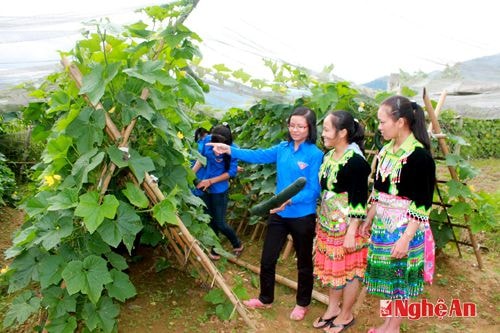 Trí thức trẻ Đoàn Kinh tế - Quốc phòng 4 hướng dẫn thanh niên bản Phù Khả 2 (Na Ngoi - Kỳ Sơn) kỹ thuật trồng bí cao sản. Ảnh: Phùng Ngọc Thăng