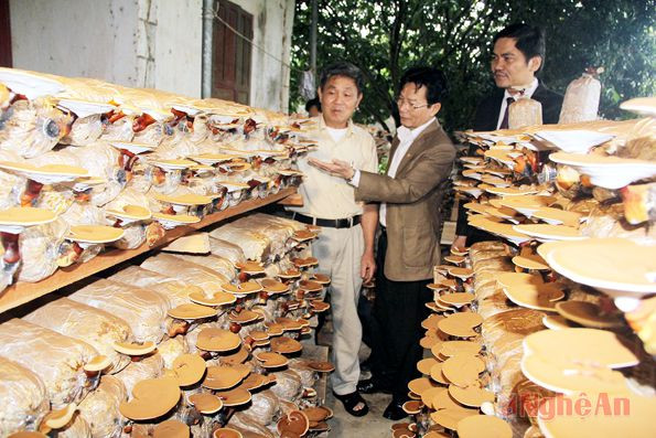 Mô hình sản xuất nấm ở xã Sơn Thành, huyện Yên Thành.