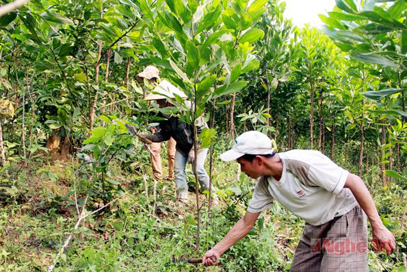 Nông dân xã Mậu Đức (Con Cuông) phát tỉa vườn keo.