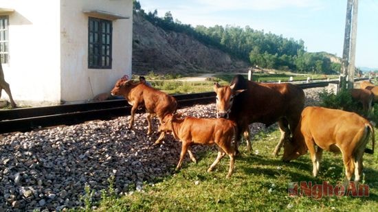 Chăn thả bò ngay cạnh đường tàu.