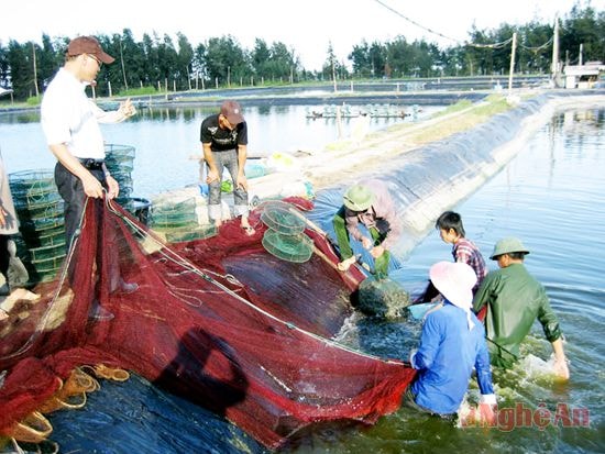 Thu hoạch tôm thẻ chân trắng ở xã Quỳnh Thanh (Quỳnh Lưu)